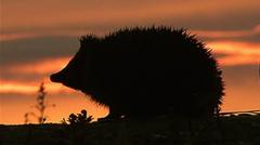 Hedgehog among four chosen animals to feature on your new banknotes — BBC Business, Bowman Business news