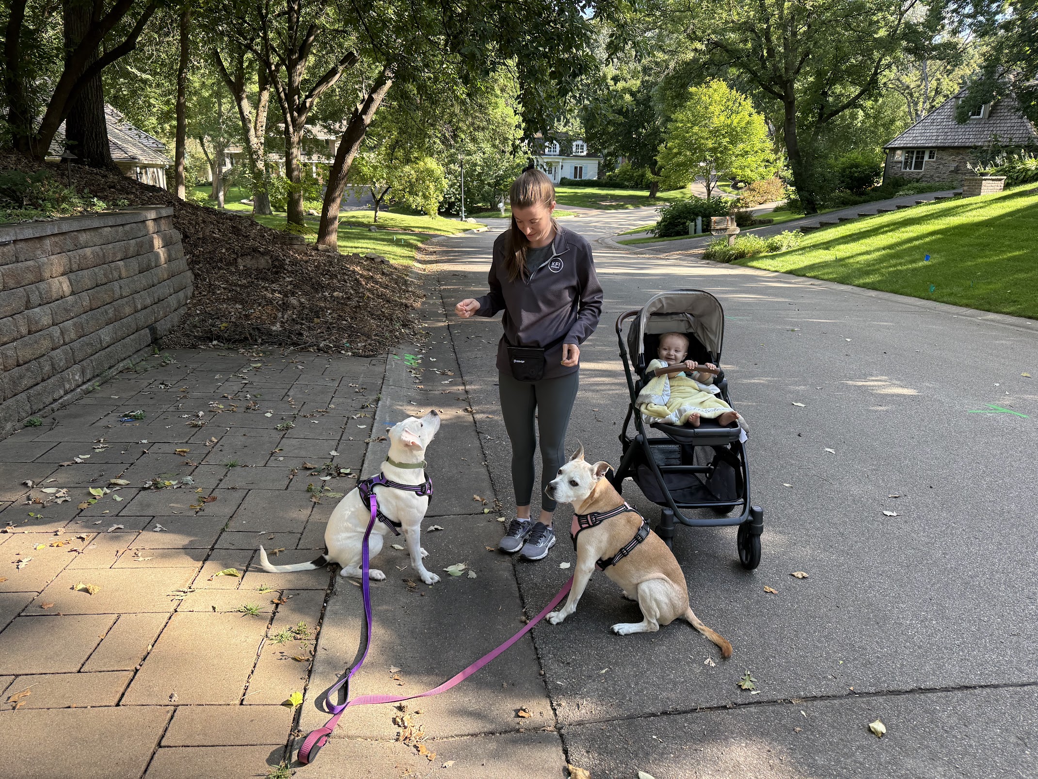A woman walking two pitbulls alongside a baby stroller through a tree-lined Edina neighborhood