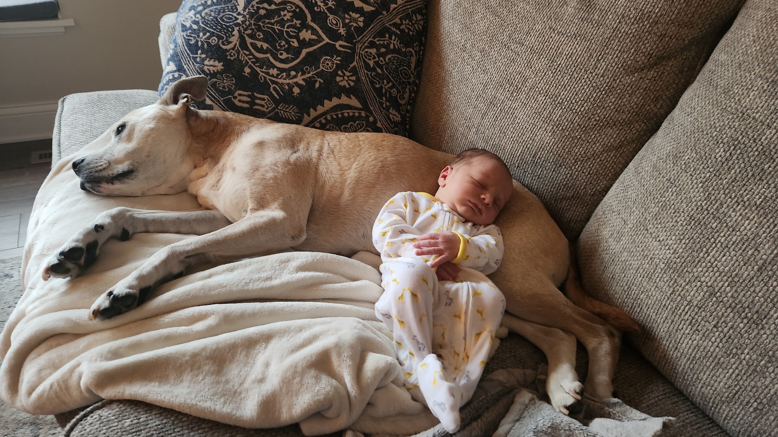 A newborn baby sleeping peacefully against a pitbull — the reality mainstream media will never show you