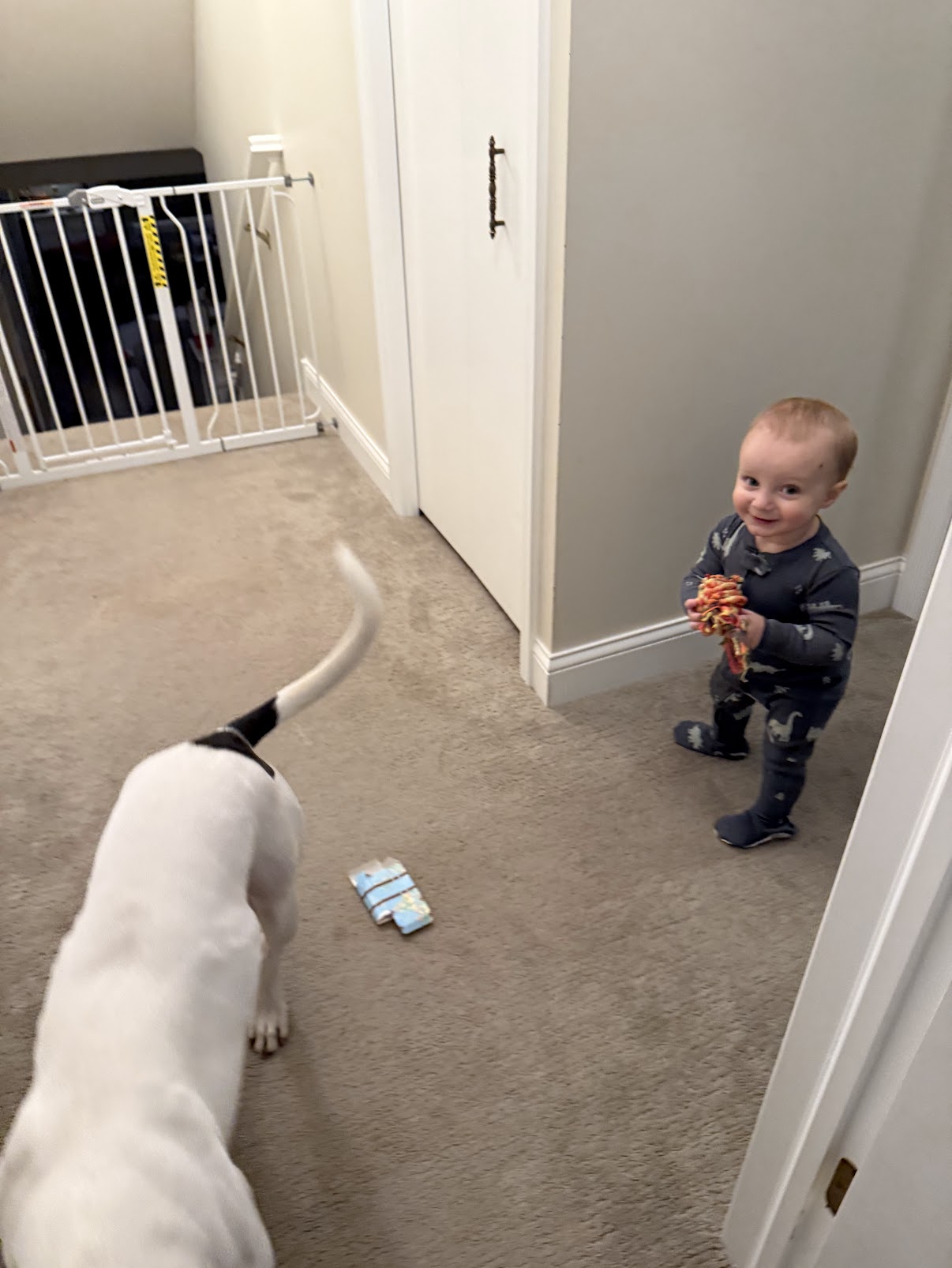 Toddler holding toy while pitbull watches